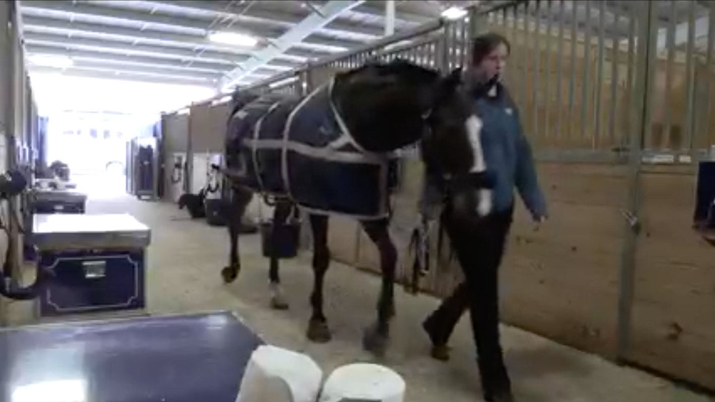 Horses prepare for Pro-Am